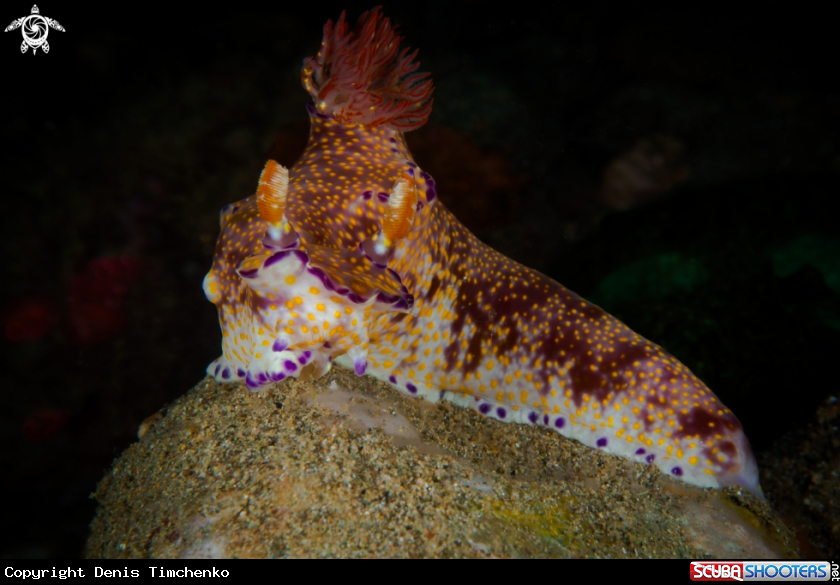 A NUDIBRANCH