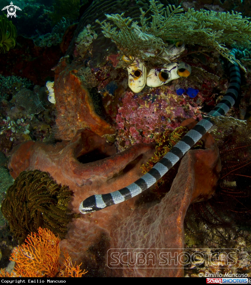 A Sea snake