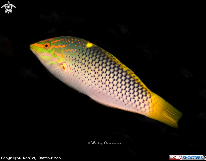 A Checkerboard wrasse