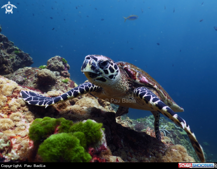 A Hawksbill sea turtle