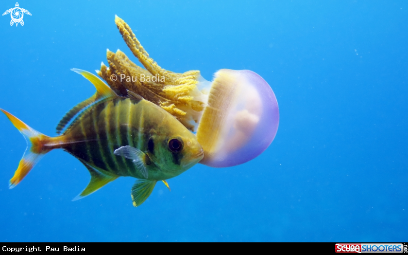A Trevally and jellyfish