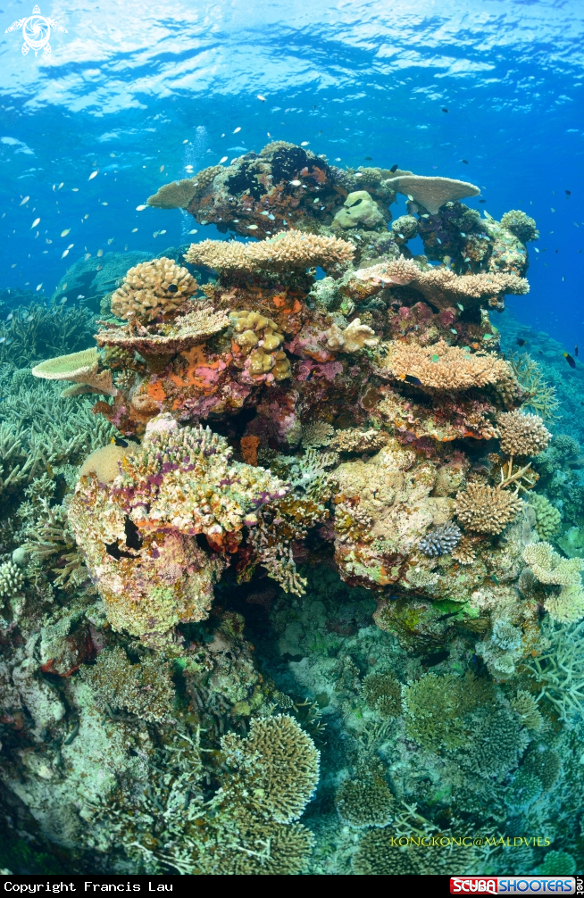A Hard Coral