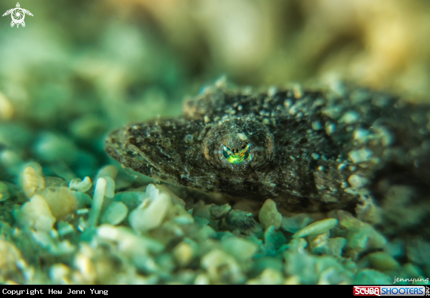 A Juvenile Crocodilefish