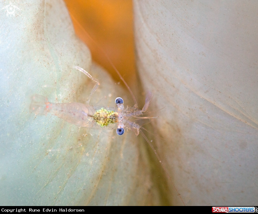 A Shrimp