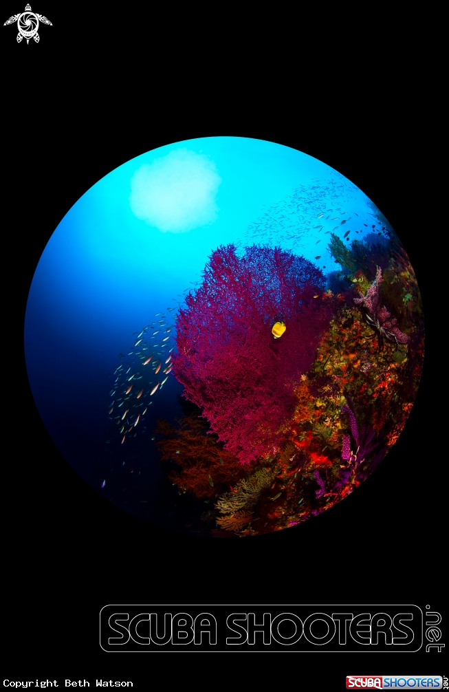 A Reef Scene with glass fish