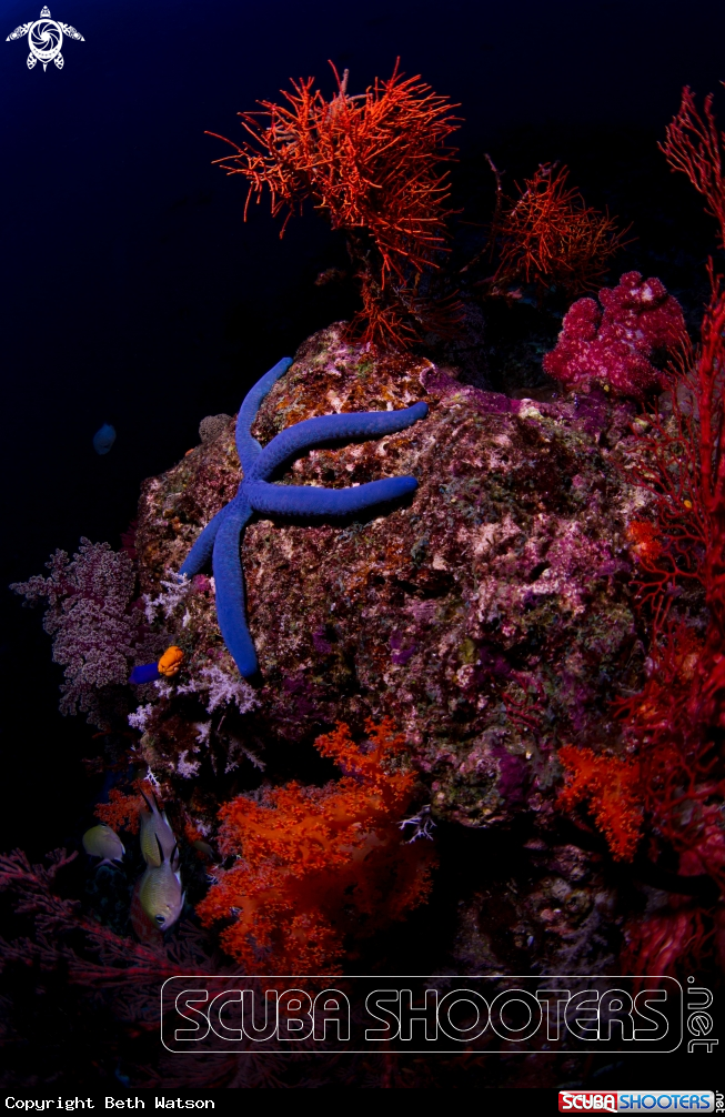 A Starfish