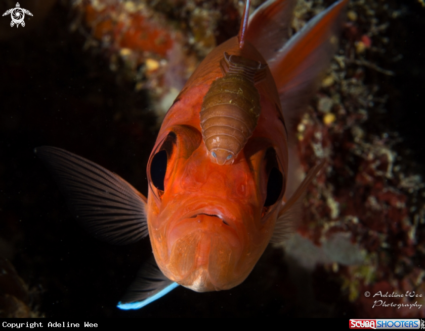 A Blackbar soldierfish & isopod