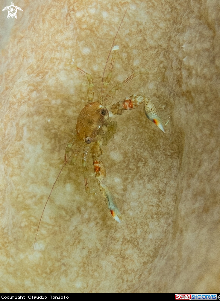 A Crab