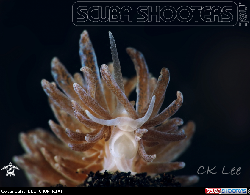 A NUDI