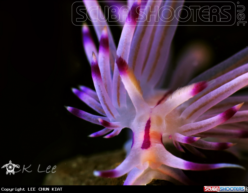 A NUDI