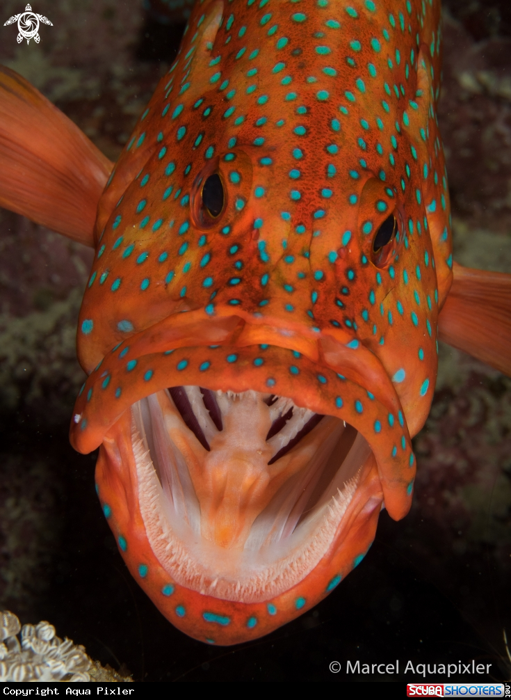 A Coral Grouper