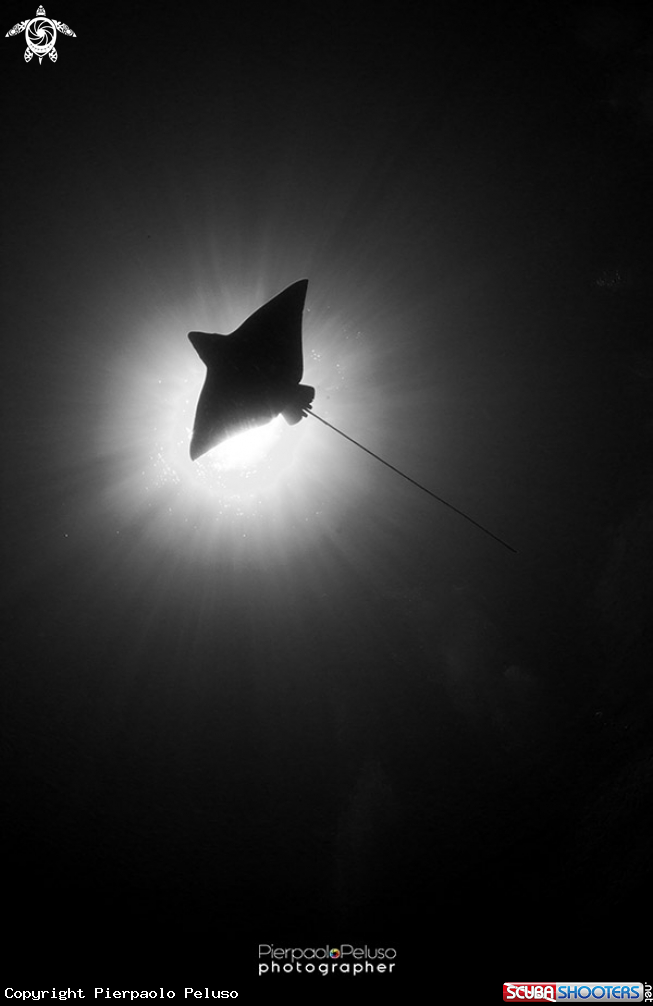 A Eagle Ray