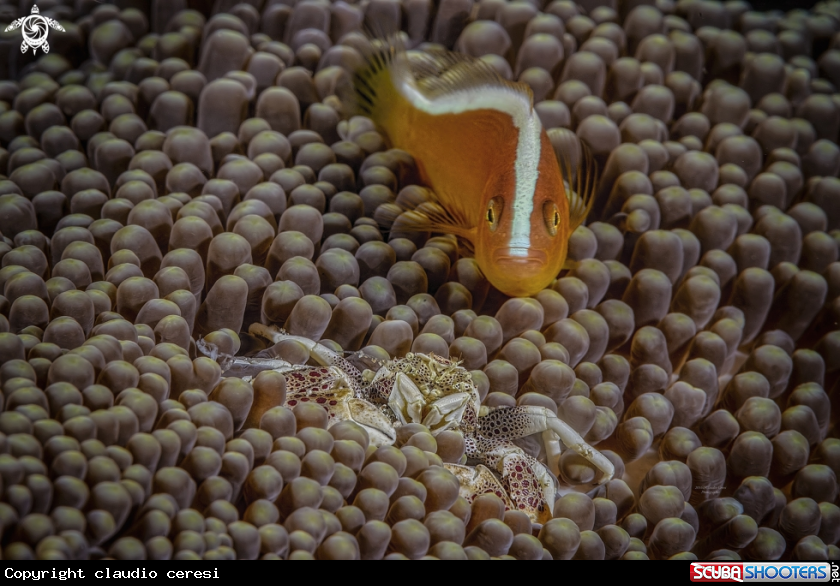A porcellain crab & clownfish over anemone 