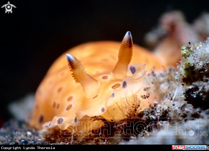 A Dendrodoris Guttata
