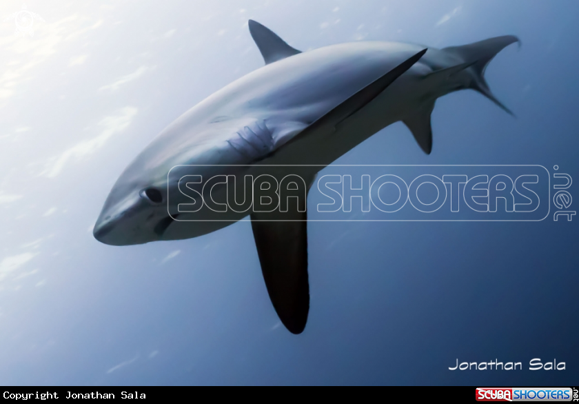 A Thresher Shark