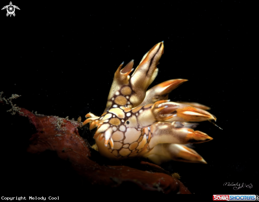 A Nudibranch