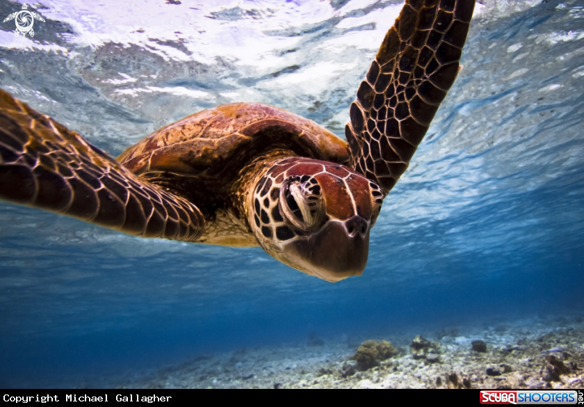 A Green Sea Turtle 