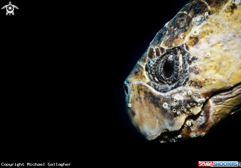 A Loggerhead Turtle