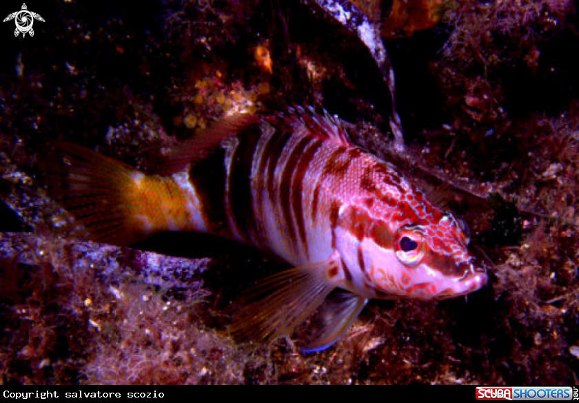 A underwater creature