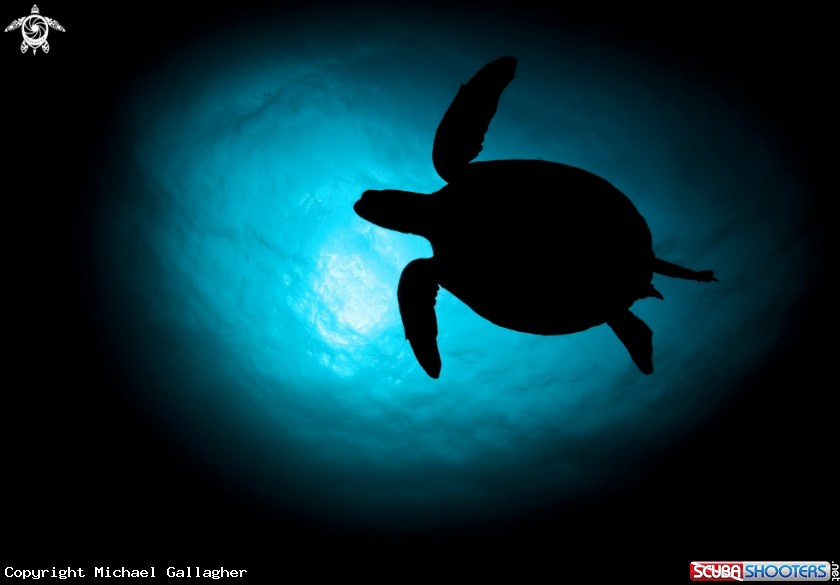 A Green Sea Turtle 