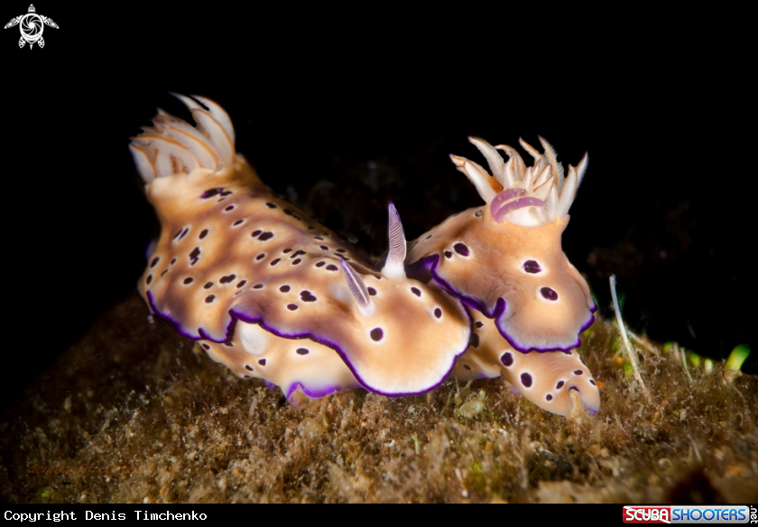A NUDIBRANCH