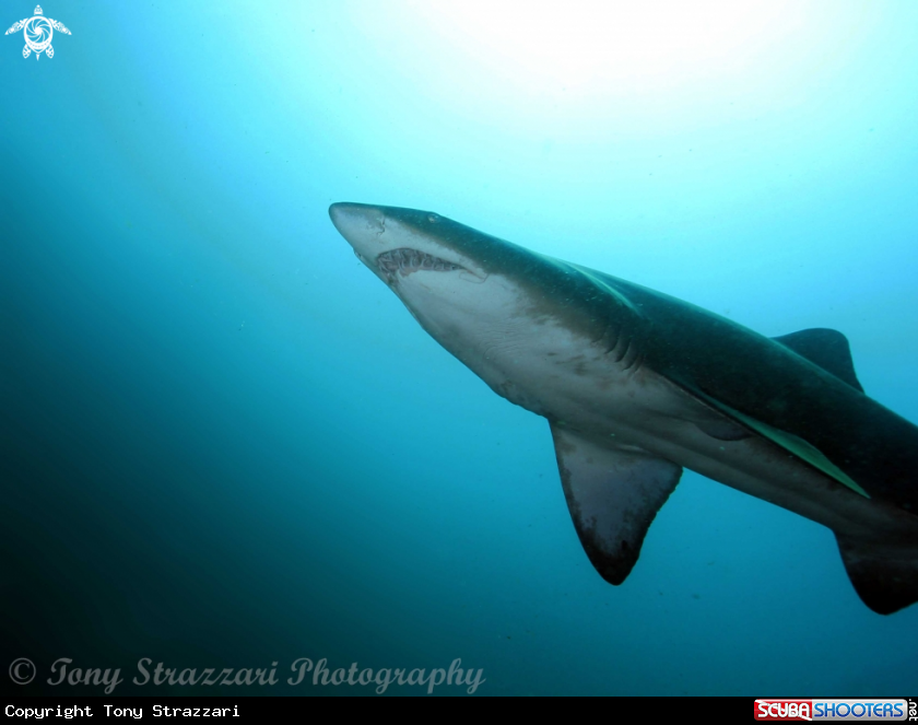 A Grey nurse shark