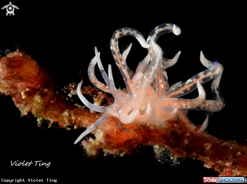 A Nudibranch