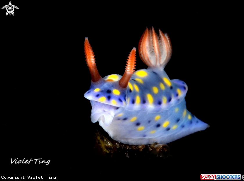 A Nudibranch