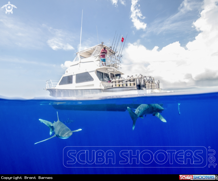 A Oceanic White Tip Shark
