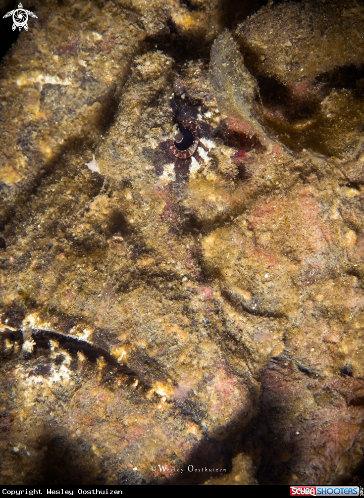 A Stonefish