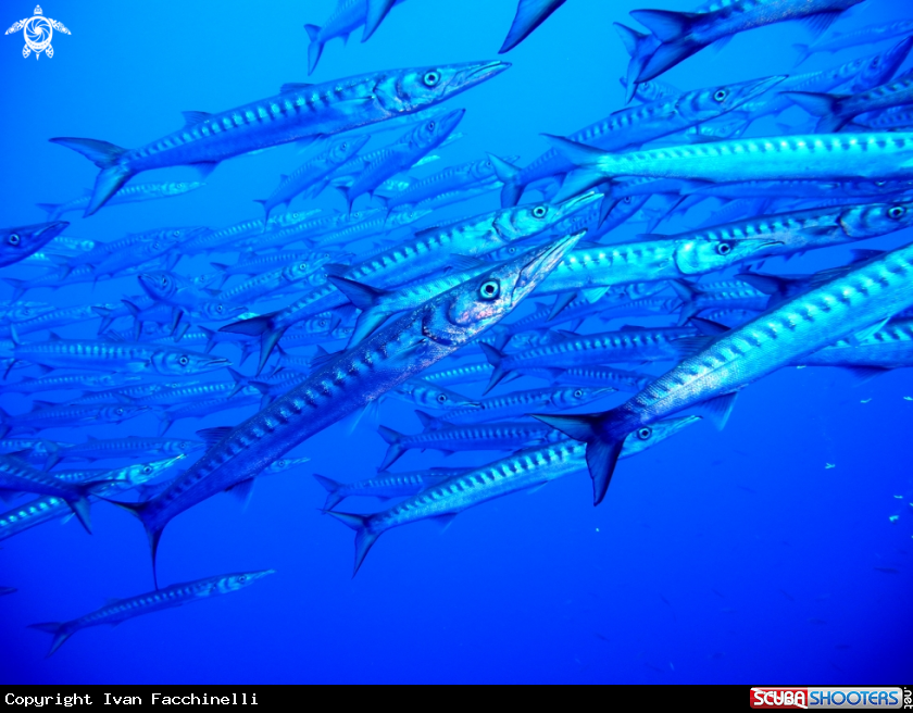 A Barracuda
