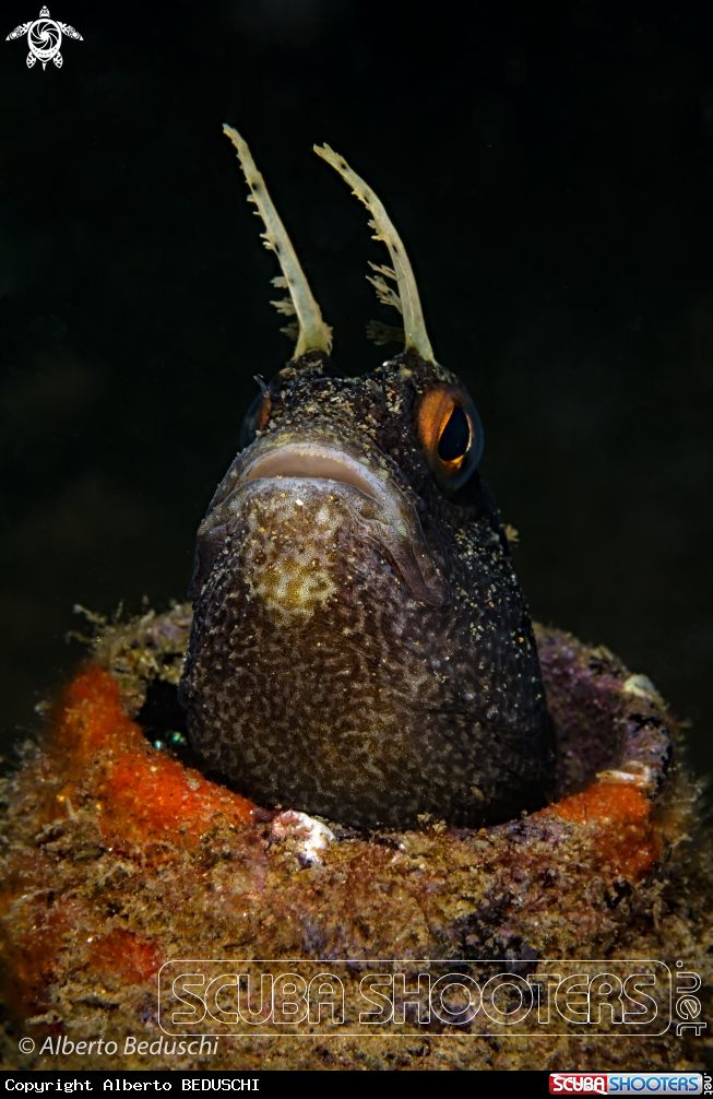 A Bavosa occhiuta