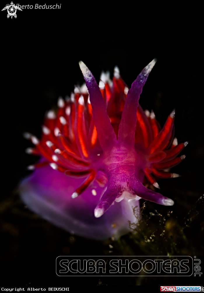 A Flabellina Ischitana