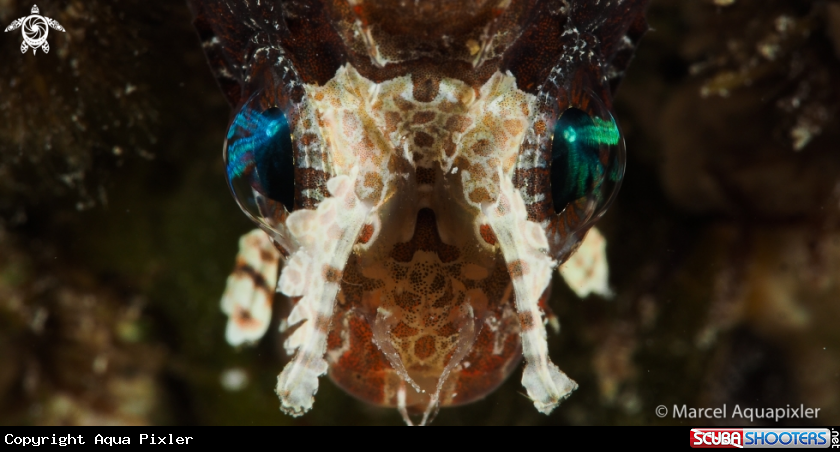 A Shortfin Dwarf Lionfish