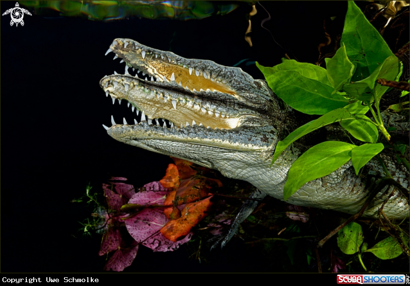 A Crocodile