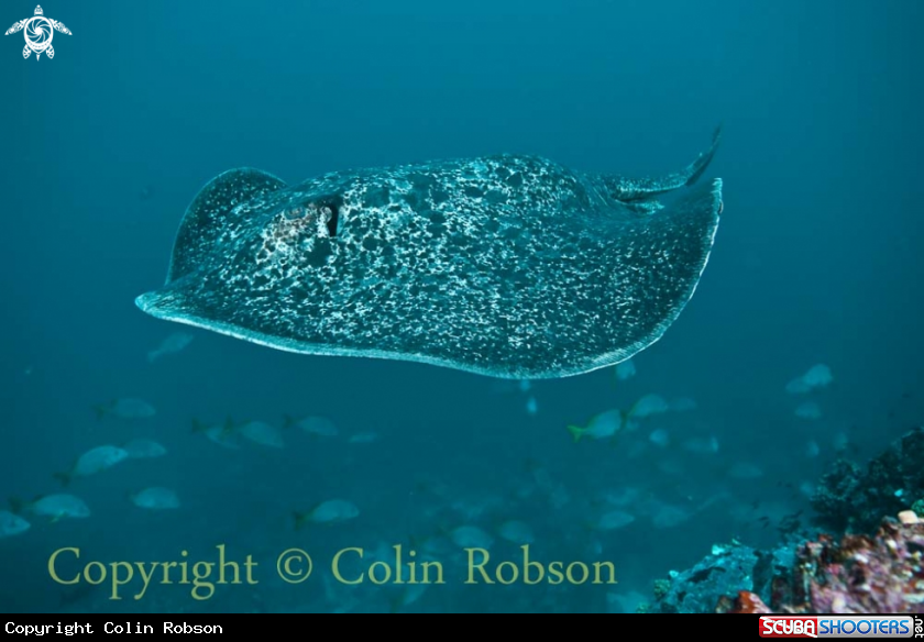 A stingray