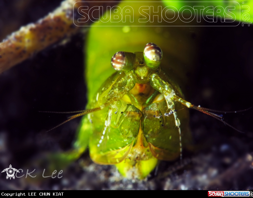 A GREEN MANTIS SHRIMP