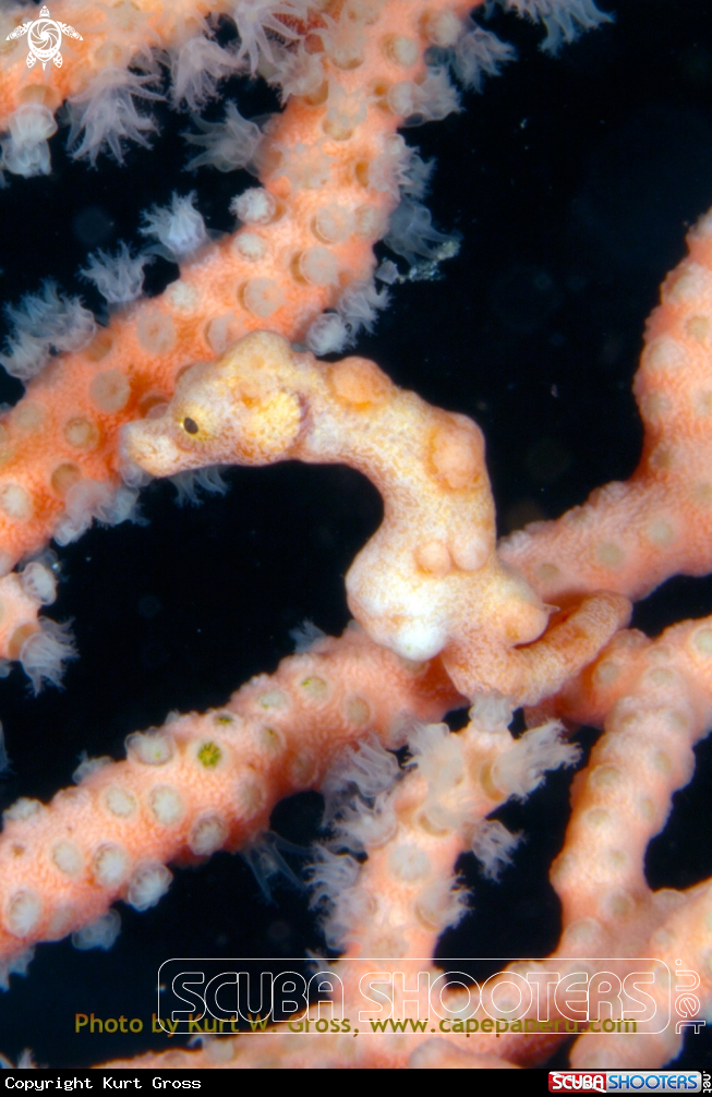 A Denise Seahorse