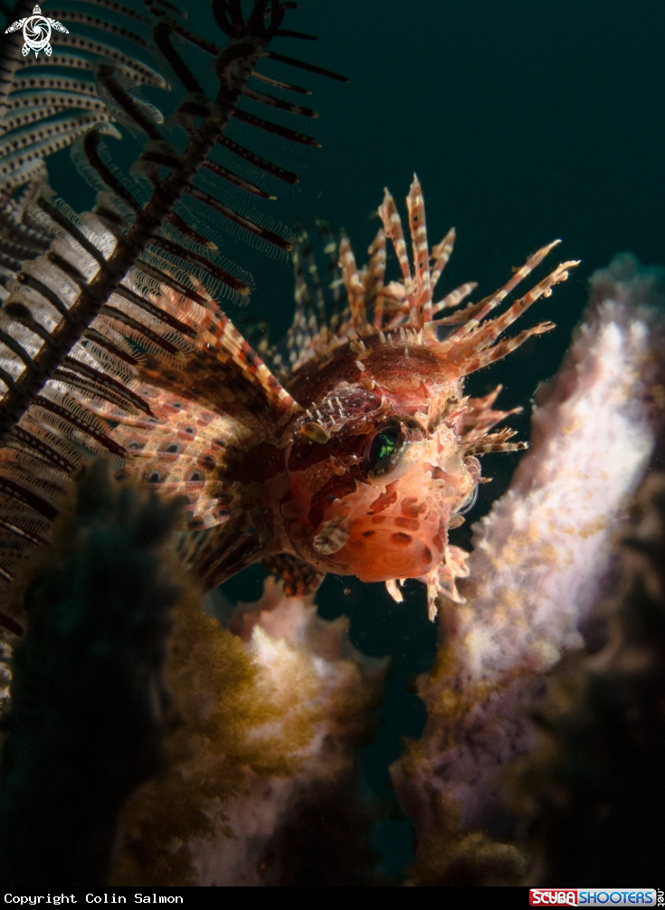 A Lionfish