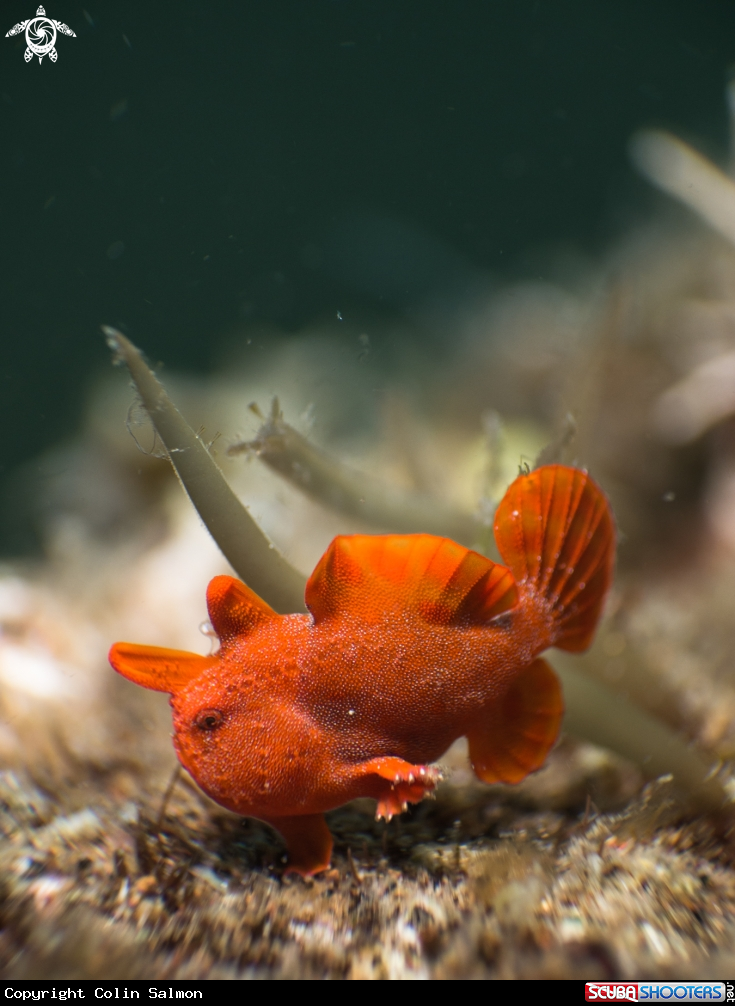 A Painted frogfish