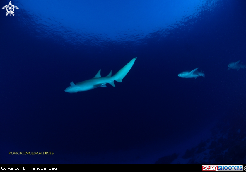 A Nurse shark