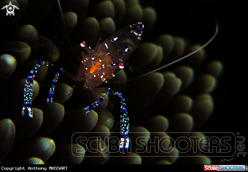 A Anémone Shrimp