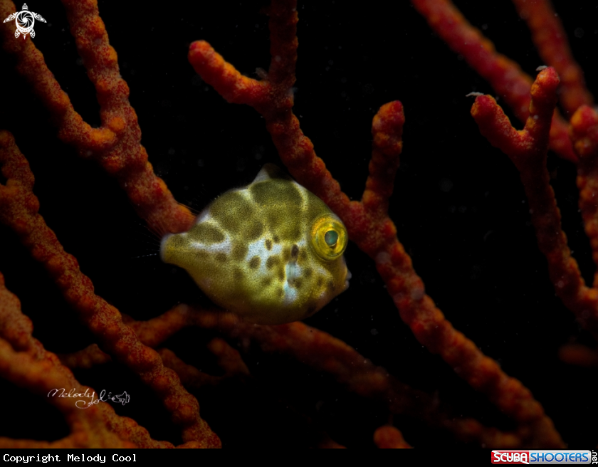 A Diamond filefish