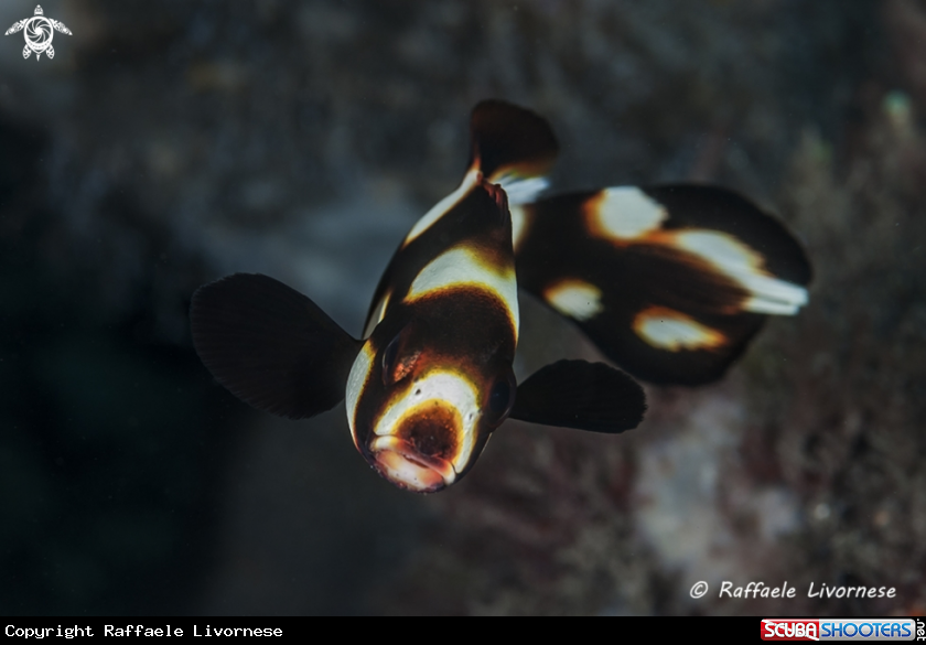 A Juvenile sweetlips