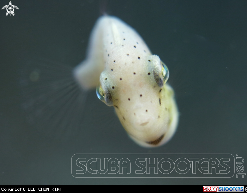 A FISH