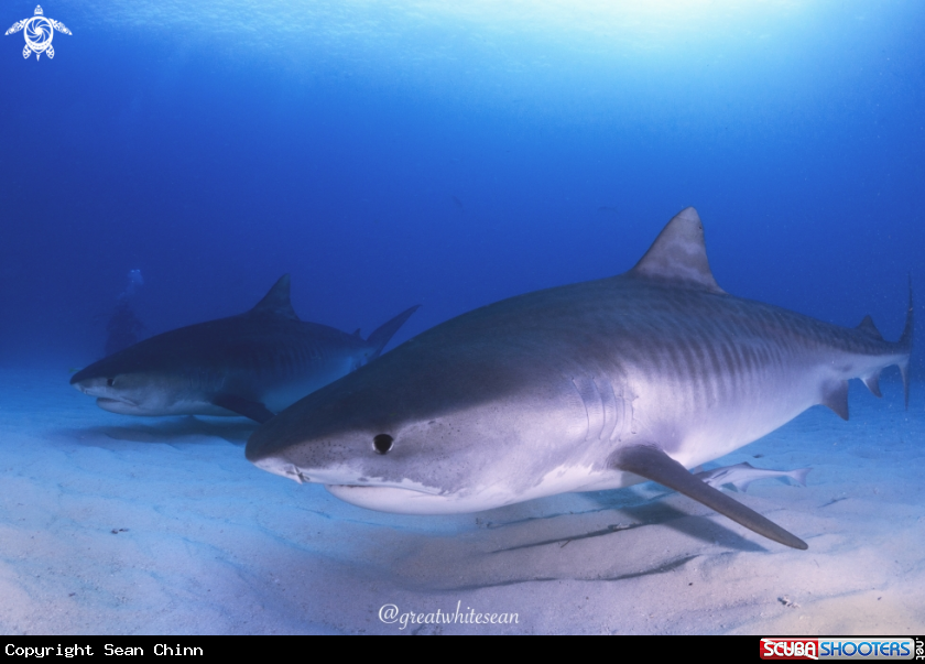 A Tiger Shark