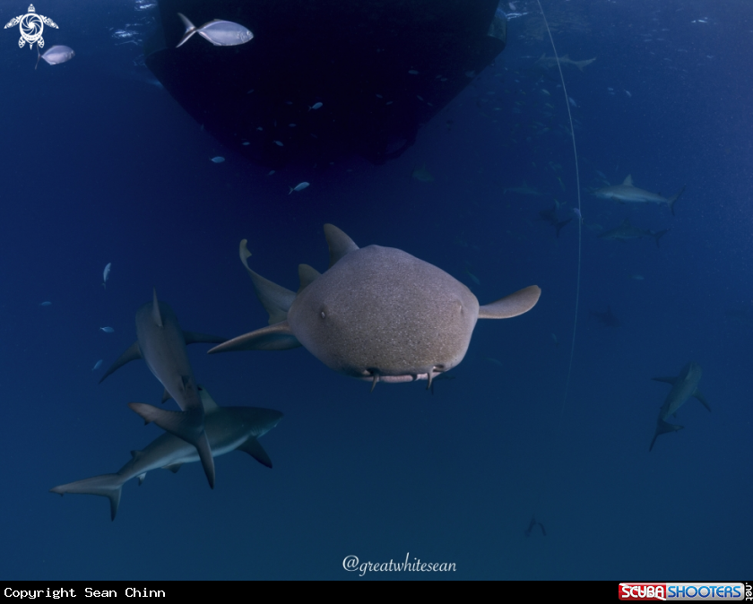 A Nurse Shark and Caribbean Reef Sharks