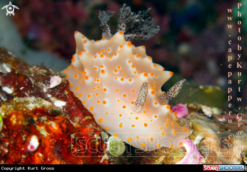 A Nudibranche