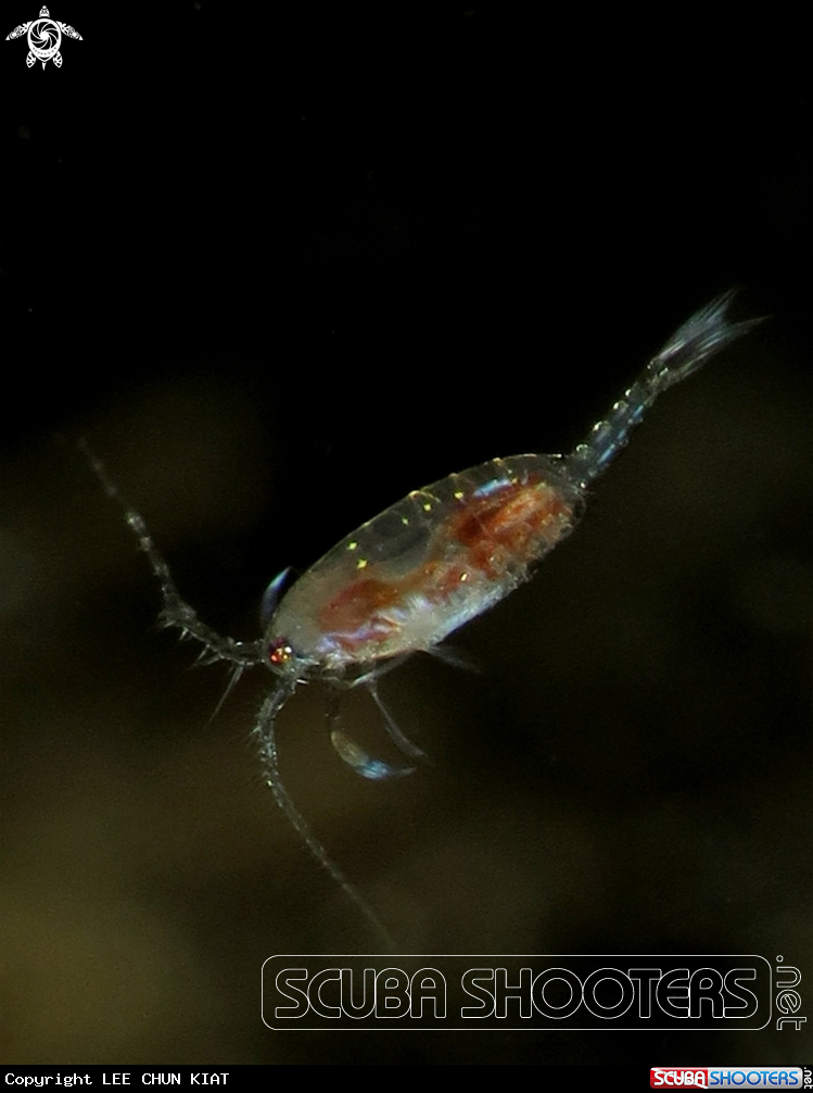 A PLANKTON