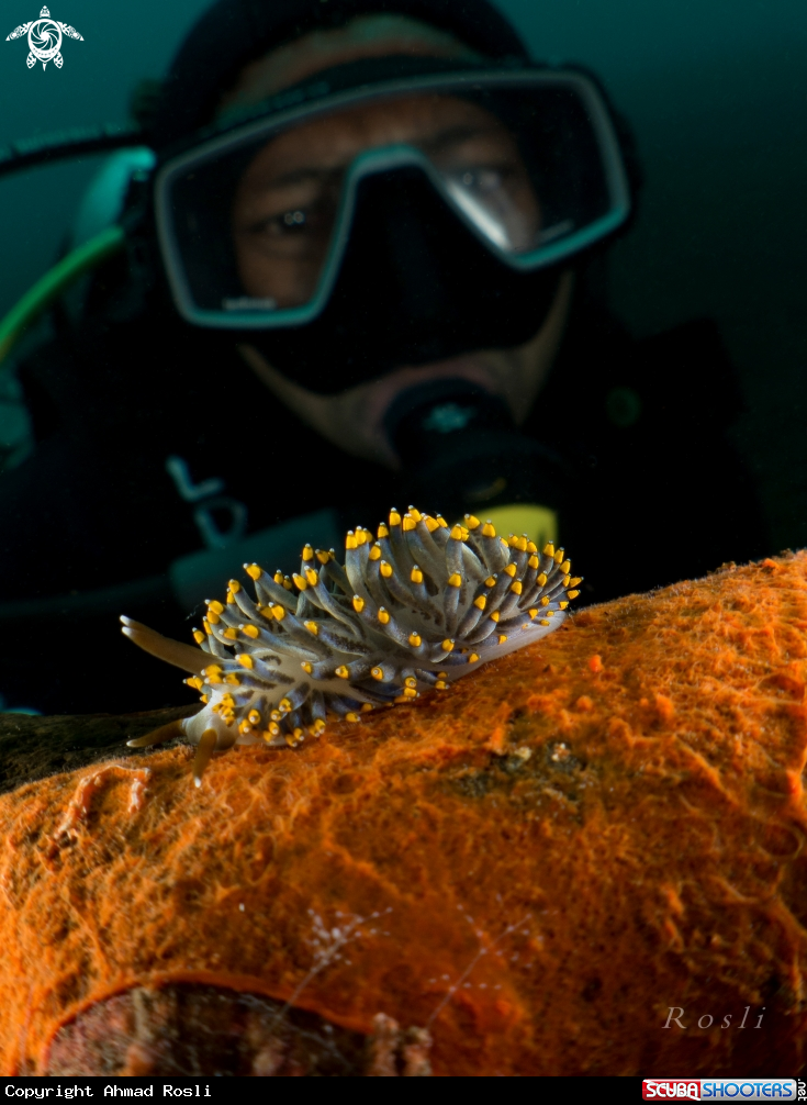 A Yamasui Nudibranch